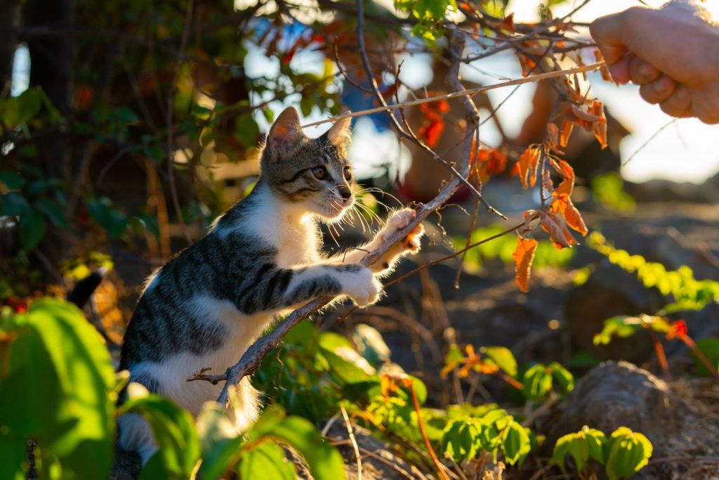 Adorable kitten playing with branches outdoors in a sunlit garden during autumn.