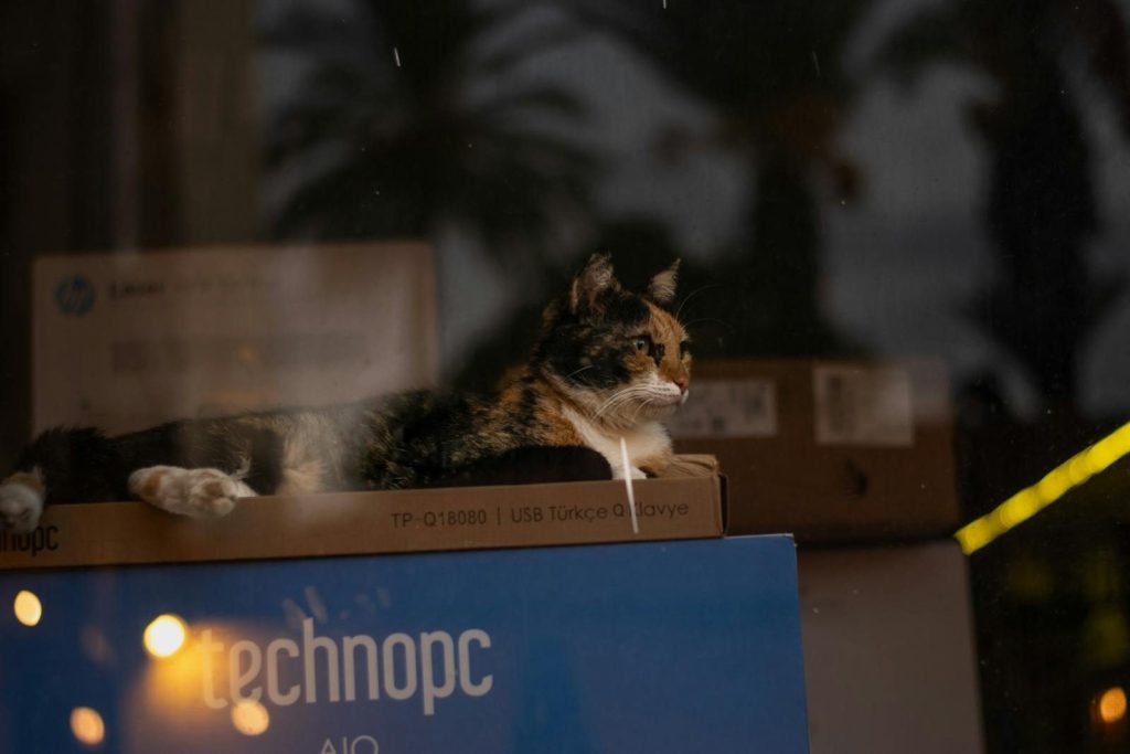 A serene calico cat rests atop a Technopc box, framed by a cozy indoor setting with a warm glow.