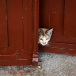 A calico cat peeks through a slightly open red wooden door, showcasing curiosity and alertness.