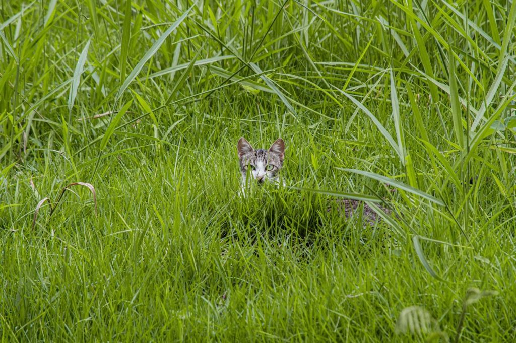A curious cat peeks through lush green grass, blending into the natural setting outdoors.