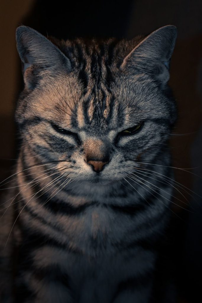 Close-up of a mature tabby cat with expressive eyes and dramatic lighting.