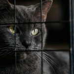 Close-up of a gray cat with yellow eyes looking through a cage, conveying a sense of curiosity.