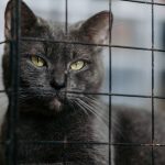 Gray cat with yellow eyes peeking through a cage, showcasing confinement theme.