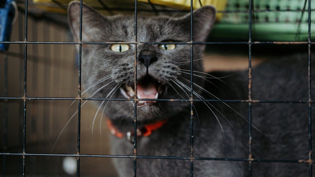 Gray cat meowing from inside a wire cage, wearing a red collar.