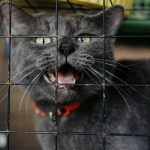 Gray cat meowing from inside a wire cage, wearing a red collar.