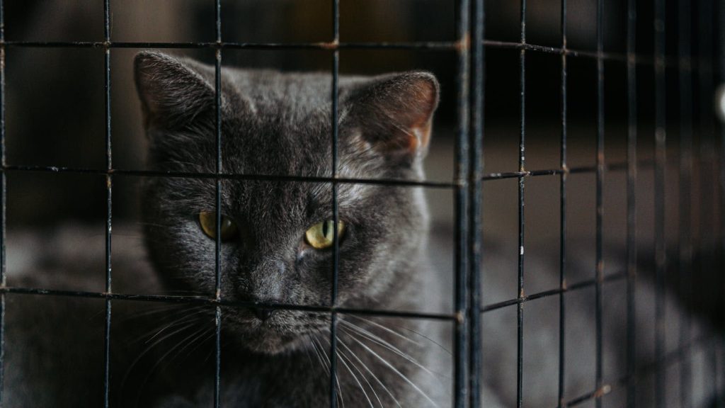 A close-up of a gray cat with striking yellow eyes peering through a metal cage.