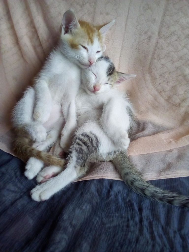 Two cute kittens sleeping together on a soft blanket, showcasing comfort and tranquility.