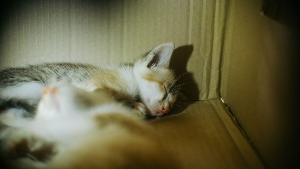 Cute kittens sleeping peacefully in a cardboard box, creating a warm and cozy scene.