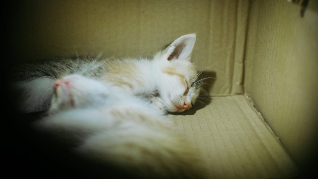 A peaceful kitten sleeping in a cozy cardboard box, showcasing tranquility and warmth.