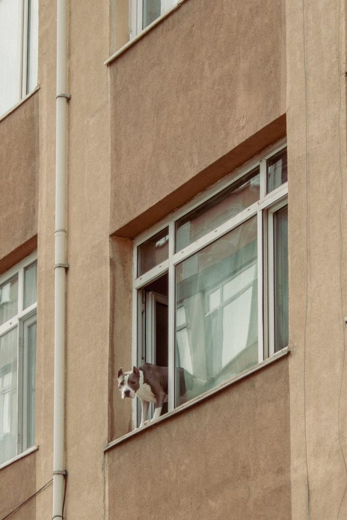 A pitbull dog peeks out of an apartment window in an urban setting, capturing curiosity and city life.
