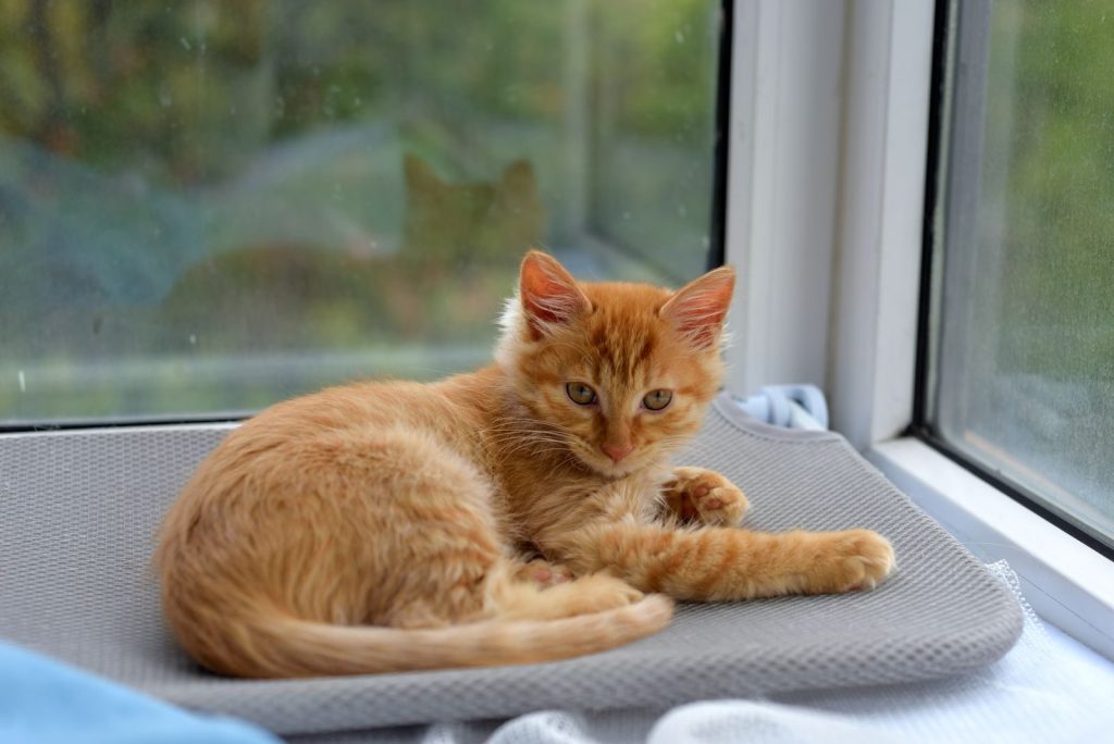 Charming ginger kitten lounging comfortably on a cozy window sill, enjoying a peaceful day indoors.