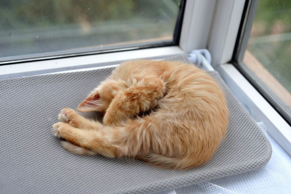 Adorable ginger kitten sleeping curled on mat by sunny window, peacefully resting indoors.