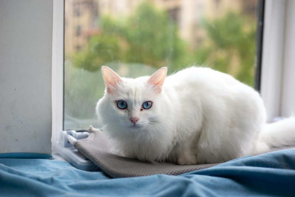 A fluffy white cat with striking blue eyes sits by a window, gazing intensely.