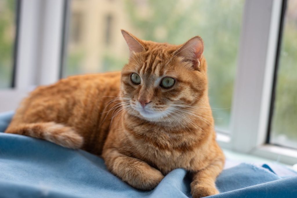 Adorable ginger cat lounging on a blanket by the window, enjoying a peaceful indoor afternoon.