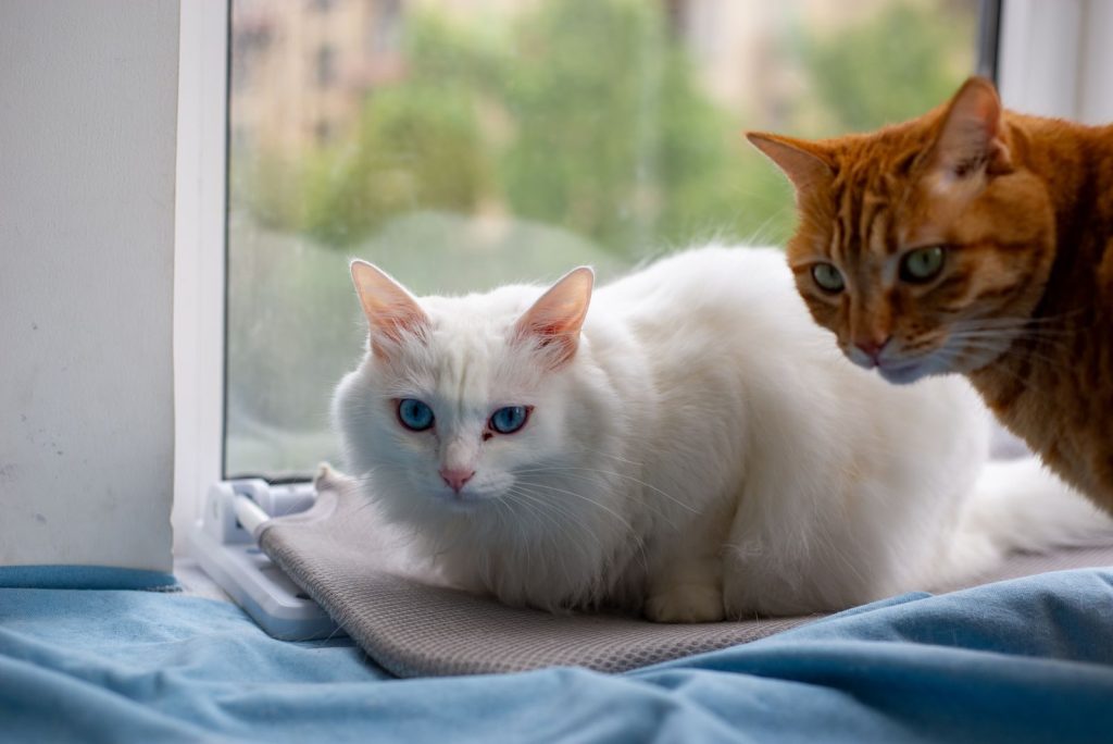 Two cats, one white with blue eyes and one orange, rest by a window indoors.