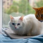 Two cats, one white with blue eyes and one orange, rest by a window indoors.