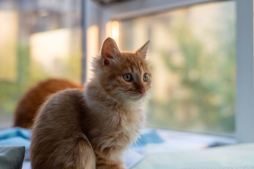 Adorable ginger kitten exploring indoors by the window with soft natural lighting.