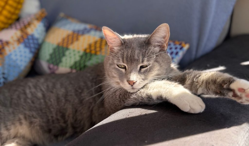 A tranquil grey cat lounging on a couch, enjoying the warm sunlight indoors.