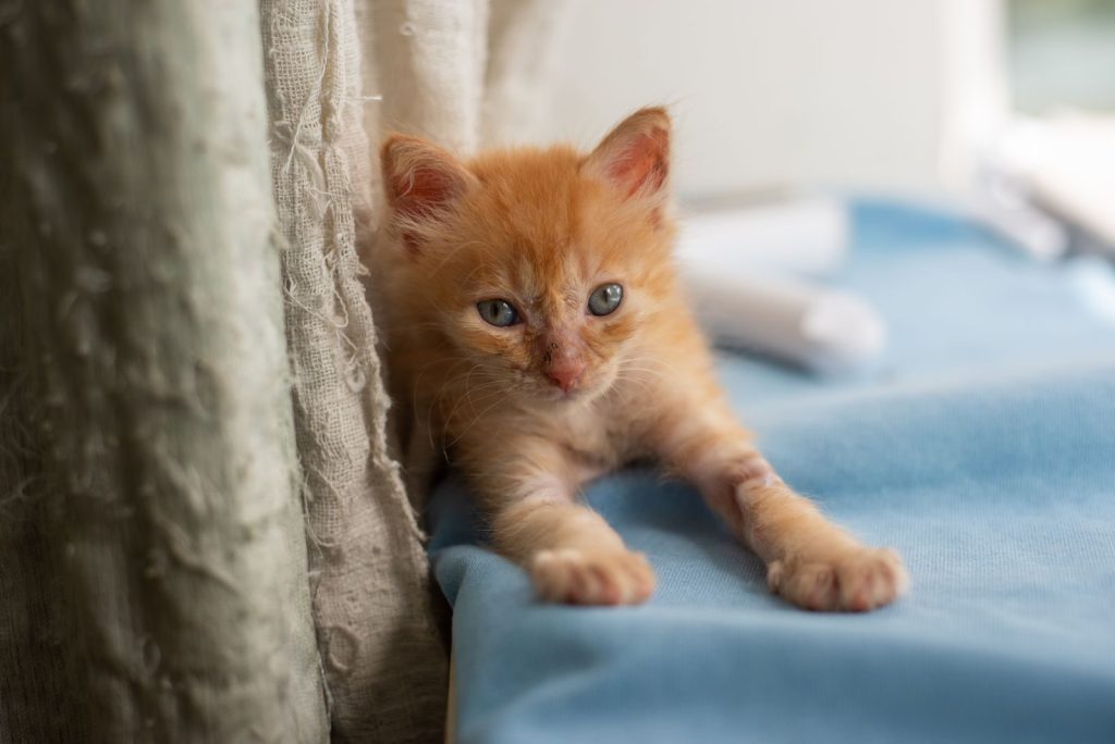 A cute ginger kitten lying comfortably on a blue fabric near a window indoors.