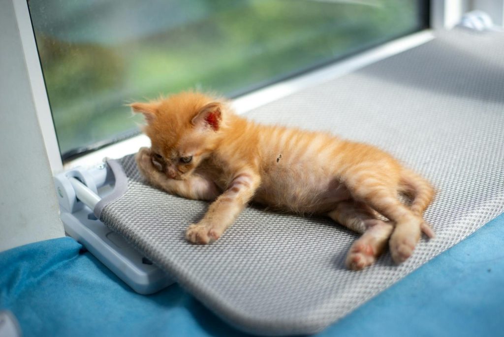 Cute ginger kitten lounging by the window, enjoying a sunny day indoors.