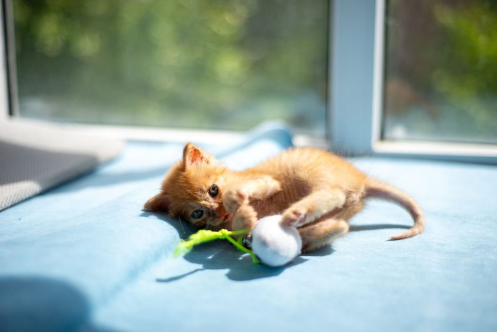 Cute ginger kitten enjoying a playful moment indoors with a toy ball under sunny natural light.