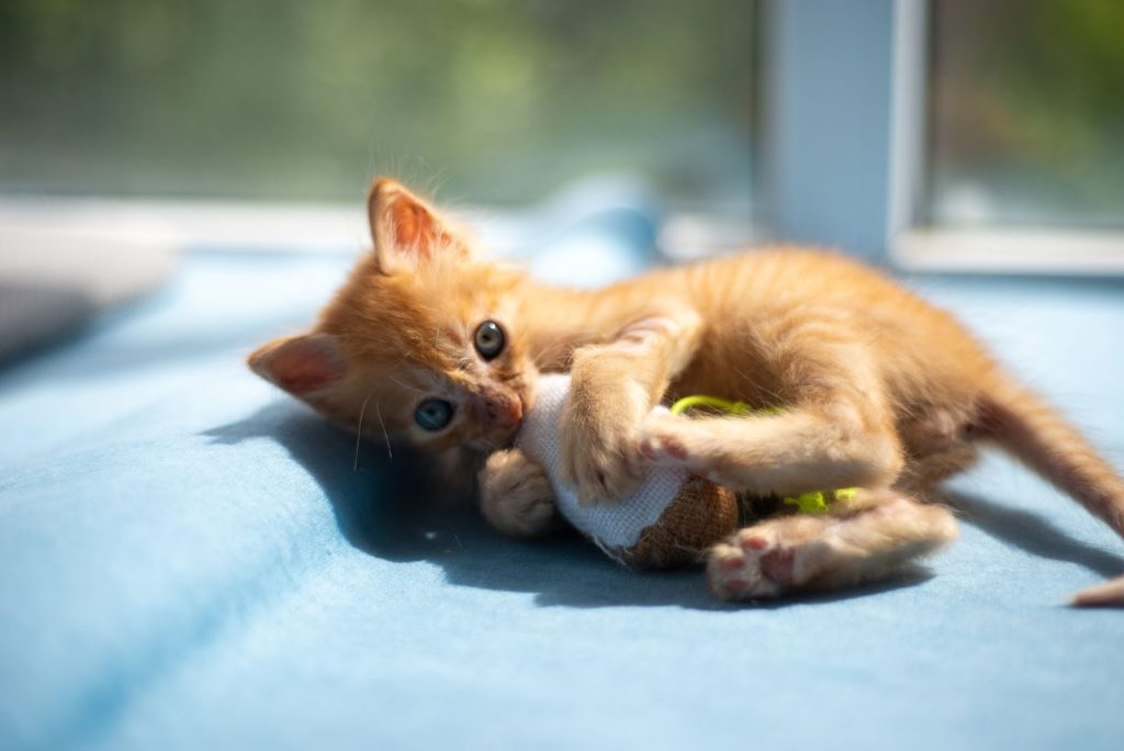 Cute ginger kitten playing with a toy on a sunny windowsill, capturing a playful moment.