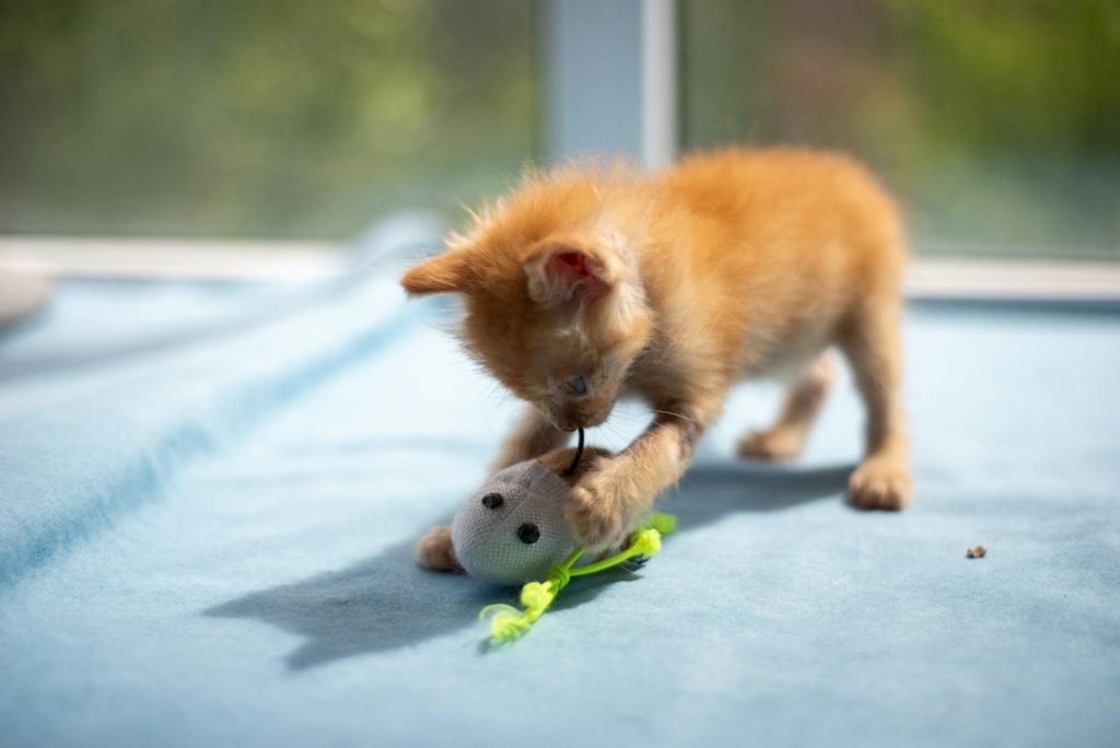 Cute kitten playing with a toy mouse on a soft blue blanket in bright sunlight.