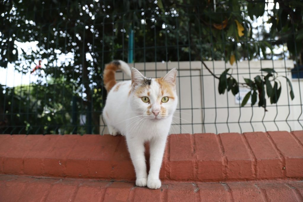Charming calico cat standing on a brick wall with a fence backdrop outdoors.