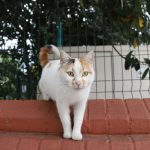 Charming calico cat standing on a brick wall with a fence backdrop outdoors.
