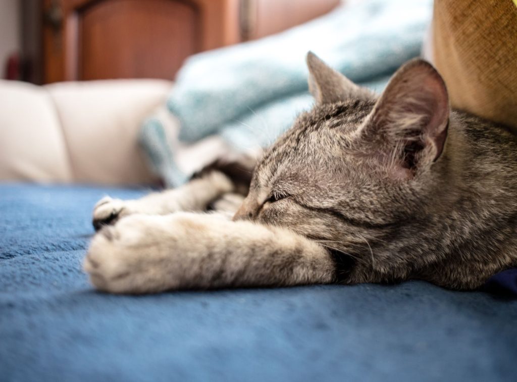 Close-up of a tabby cat peacefully sleeping on a comfy blue couch indoors.