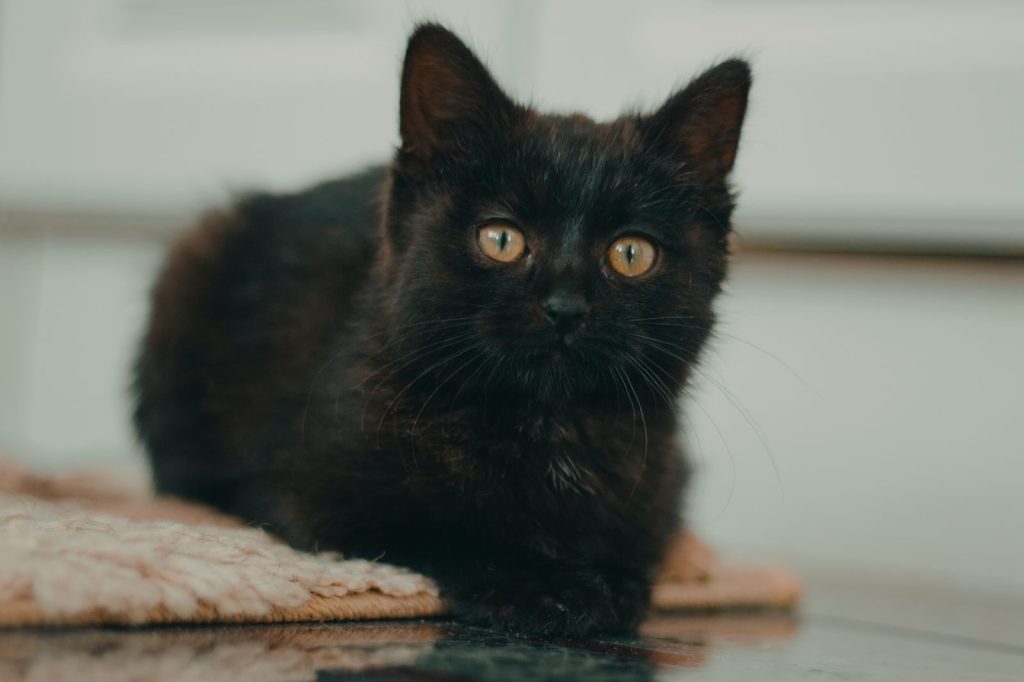 Cute black kitten with piercing eyes, lying on a mat indoors.