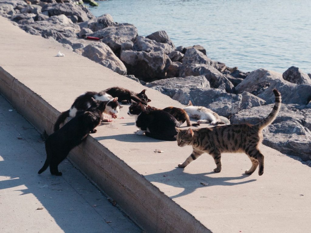 A cluster of stray cats feasting by a rocky seaside on a sunny day.
