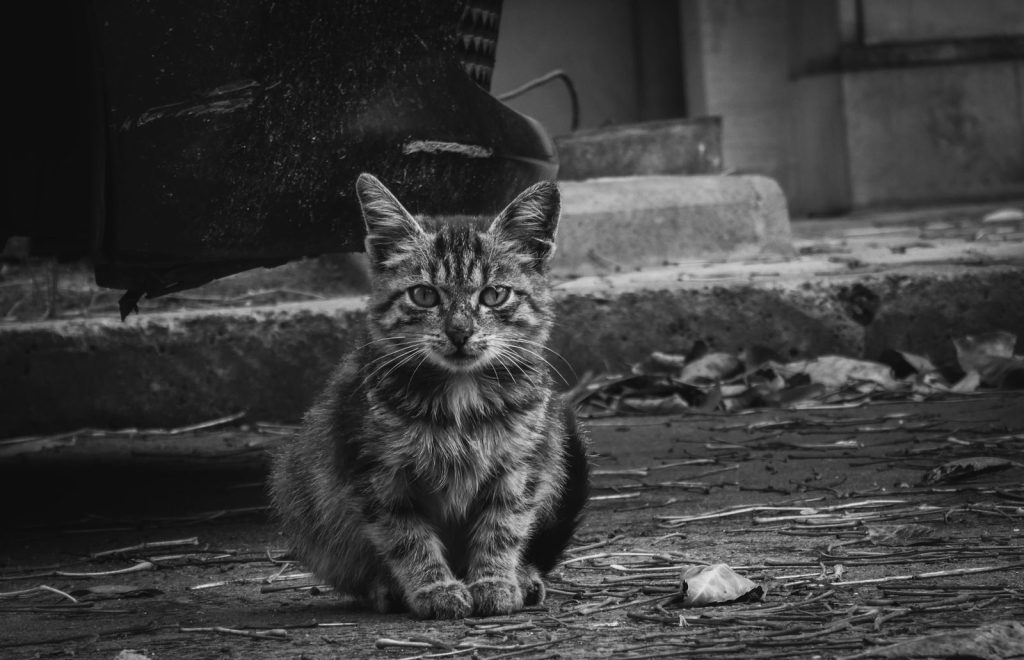 A stray cat sitting in an urban alleyway, captured in black and white for a moody effect.