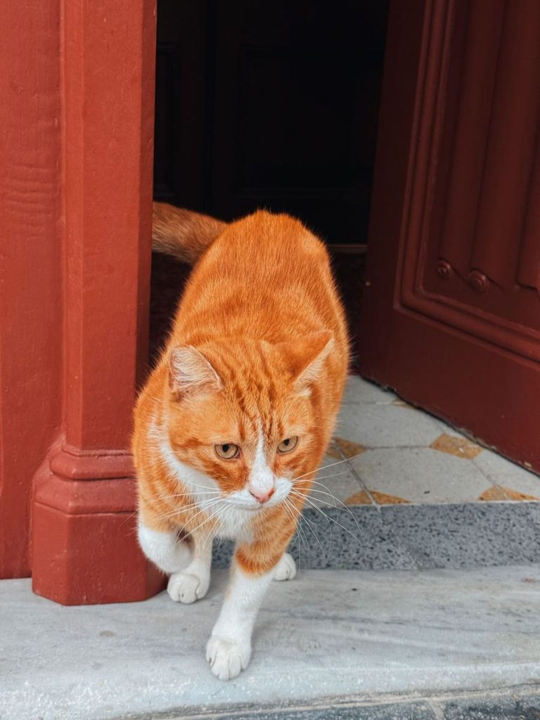 Orange tabby cat confidently steps out of a red doorway, showcasing its playful and curious nature.