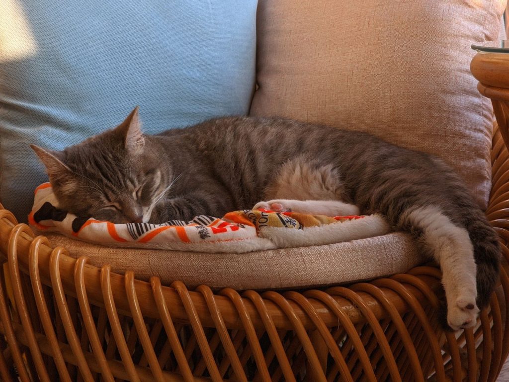 Adorable gray tabby cat sleeping on a comfortable rattan chair with pillows in the afternoon light.