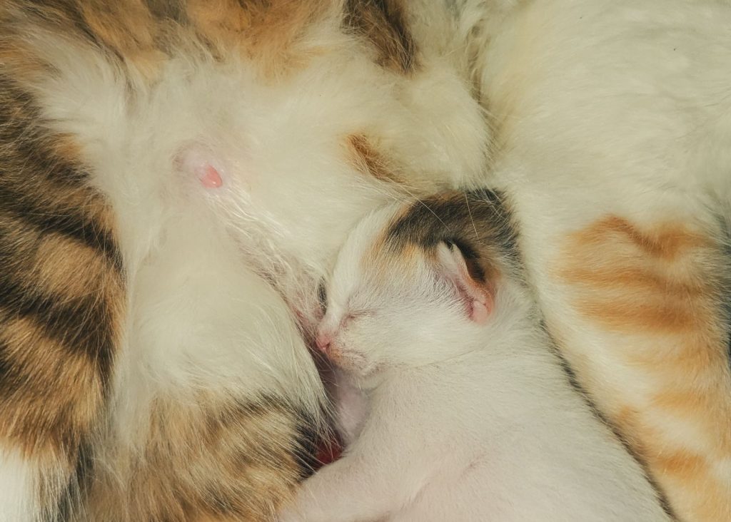 A peaceful newborn kitten nursing from its mother cat, showcasing warmth and care.