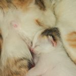 A peaceful newborn kitten nursing from its mother cat, showcasing warmth and care.