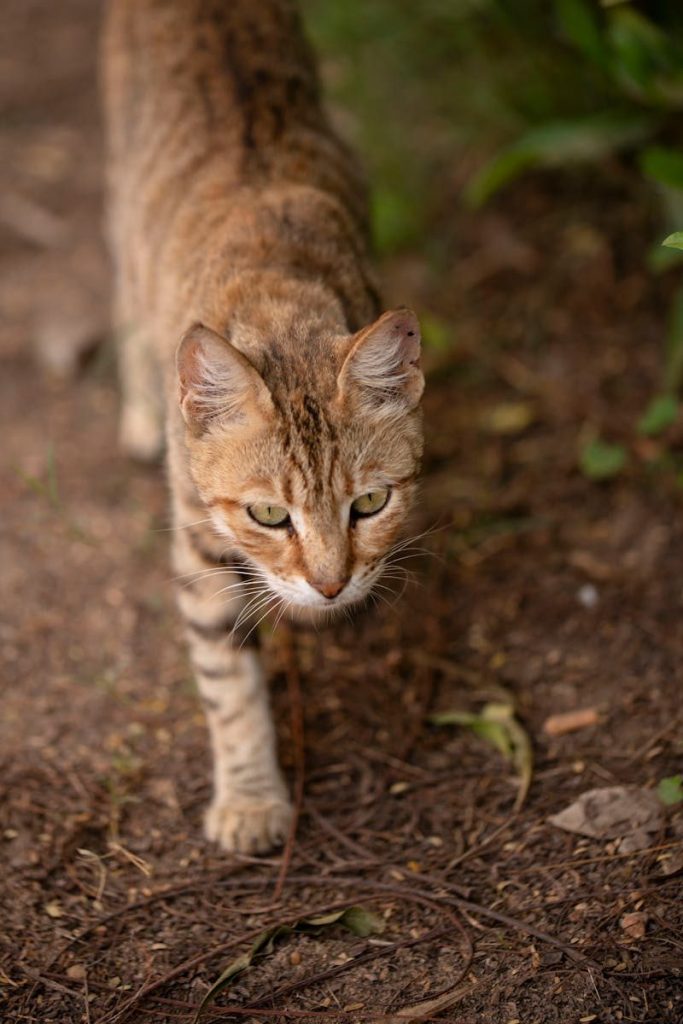 A close-up of a tabby cat walking on a dirt path in a natural outdoor setting.