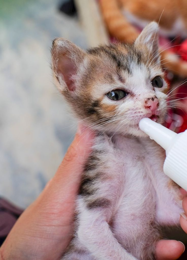 A close-up of a tiny newborn kitten being fed milk with a bottle gently held by hand.