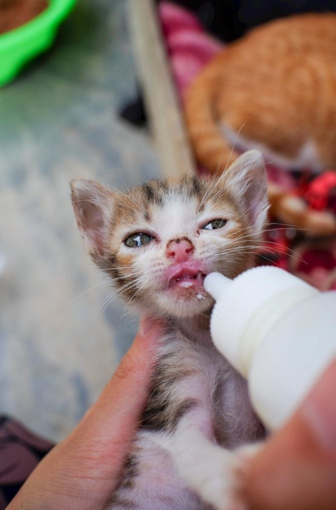 Close-up of a kitten being bottle-fed outdoors in Nha Trang, Vietnam, showcasing care and nurturing.