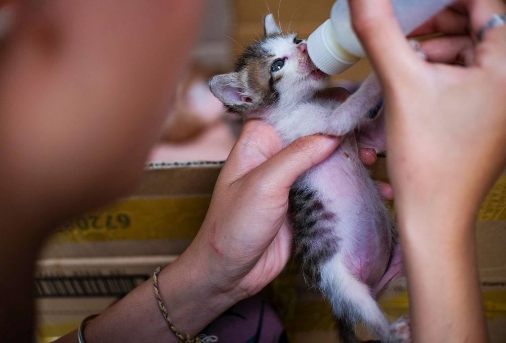 A heartwarming scene of a newborn kitten being bottle-fed by hand in Vietnam.
