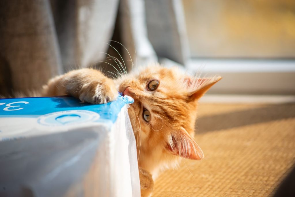 A cute ginger cat playfully biting a cardboard box indoors with sunlight streaming in.