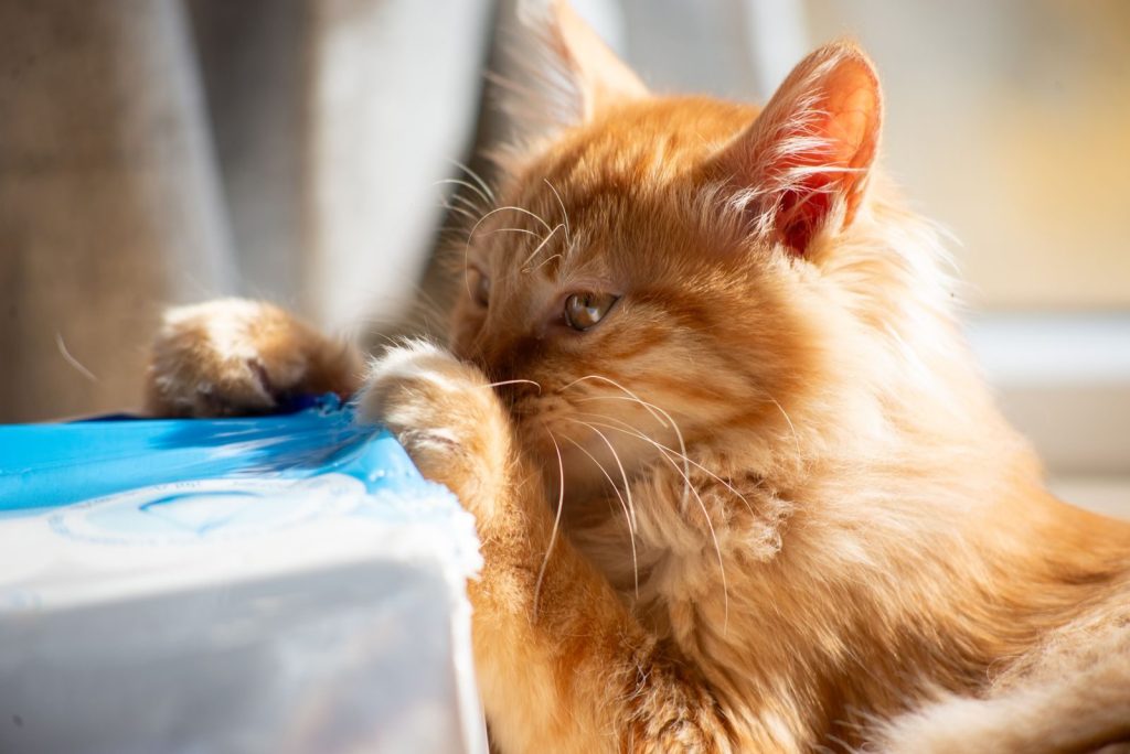 A fluffy ginger cat plays with a blue plastic object indoors, basking in sunlight.