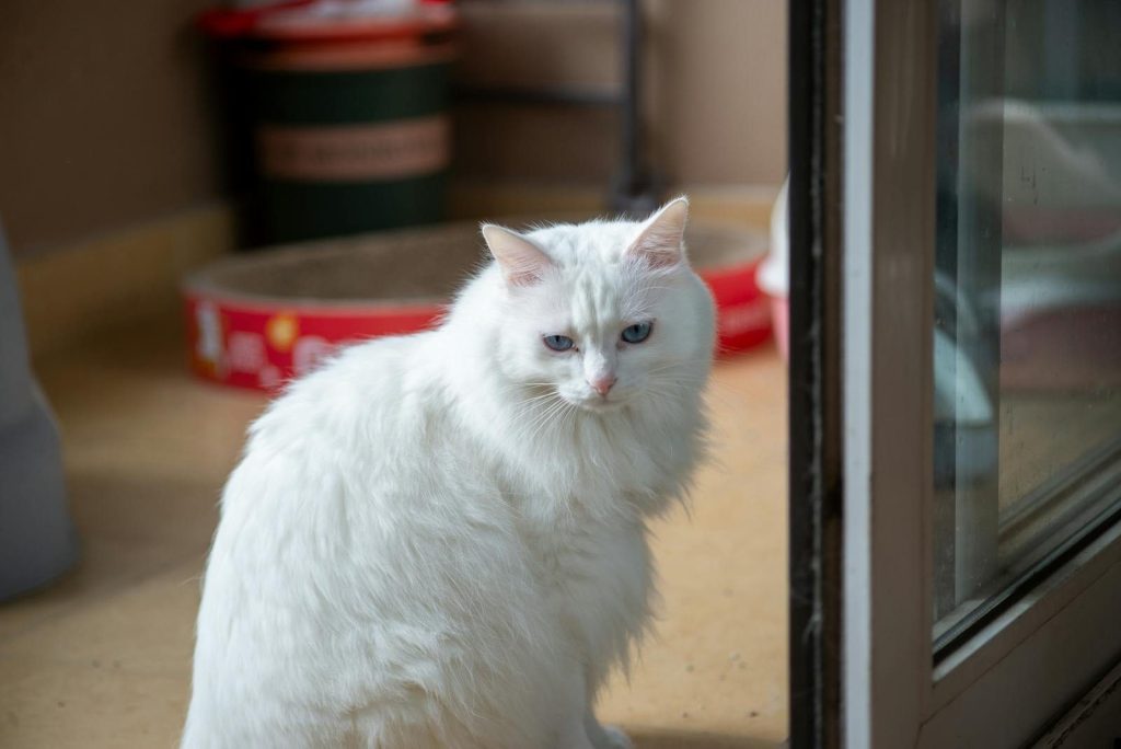 Fluffy white cat with blue eyes sitting by a glass door indoors, looking curiously outside.