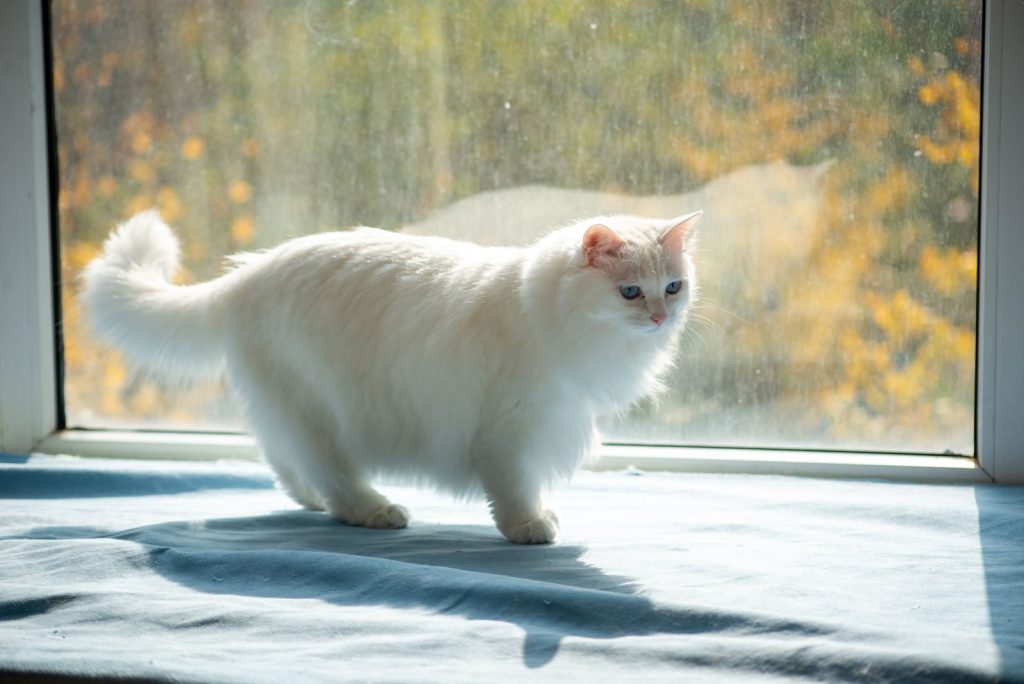 A fluffy white cat basks in sunlight by a window with autumn leaves visible outside.