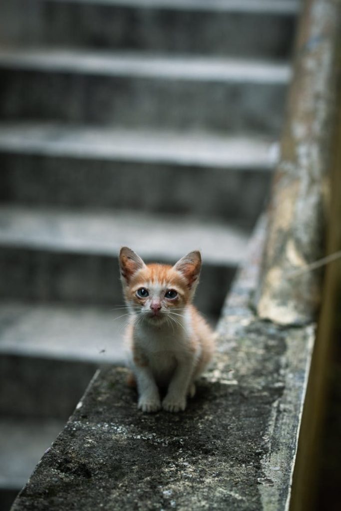 Adorable ginger kitten sits on a rustic outdoor staircase, exuding innocence and curiosity.