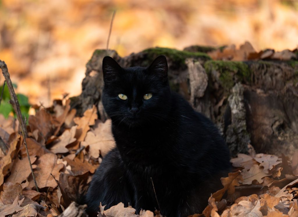 A black cat lounging on autumn leaves beside a tree stump, capturing the essence of fall.