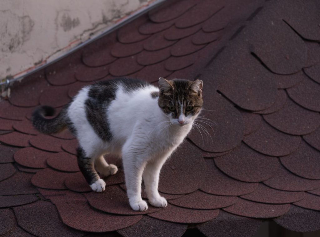 A domestic cat standing confidently on a rooftop in İzmir, Türkiye, during the day.