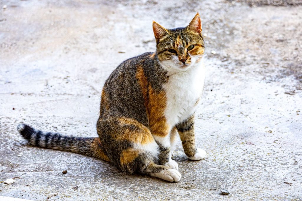 A calico cat sitting on a rough concrete surface looking into the camera.