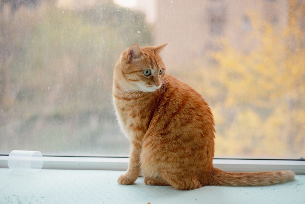 An orange tabby cat gazes outside while sitting on a windowsill, with autumn foliage in the background.